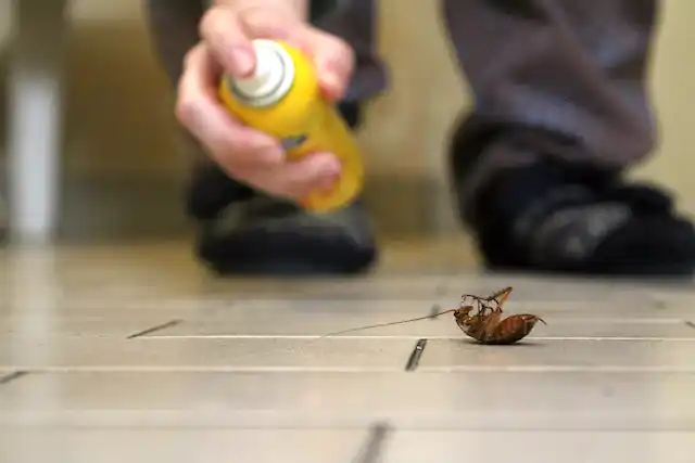 ongediertebestrijding Beegden